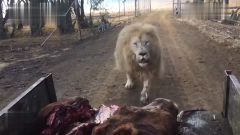 South Africa Kruger National Park Lion encounters