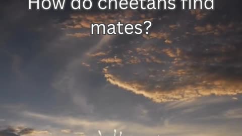 Cheetah Fact 9 - How do cheetahs find mates?