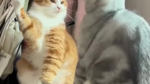 Super funny Animal videos, will make you LAUGH EXTREMELY HARD