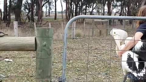 Rescuing a Pelican with a Broken Wing in an Irrigation Channel