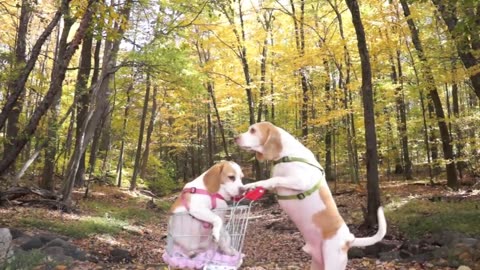 Dogs' Epic Shopping Cart Voyage: Funny Dogs Maymo & Penny