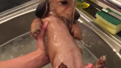 Dachshund puppy preciously enjoys bath time