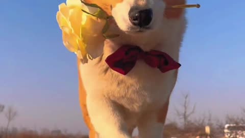 A little cute corgi gentleman