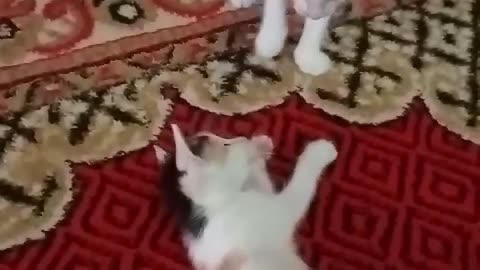 Cute and lovely cat baby animals fighting