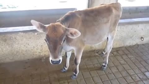 A cow with a baby at her feet is crying a lot