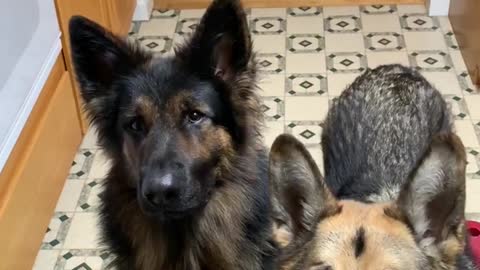 German Shepard loves salad!