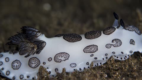 A Nudibranch With Panda Colors