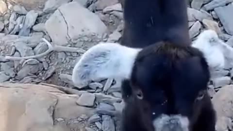 Baby goat feeding from feeder , funny goat , baby goat , animals