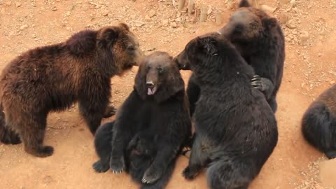 The bewildering behavior of animals brown bears