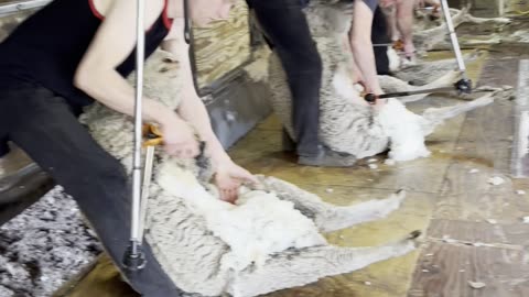 Freshly Peeled Sheep 🐑 Shearing - American Merino Sheep