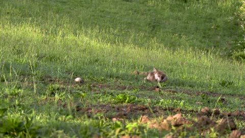 53 Kill Shots In 3 Minutes - Coyote Hunting