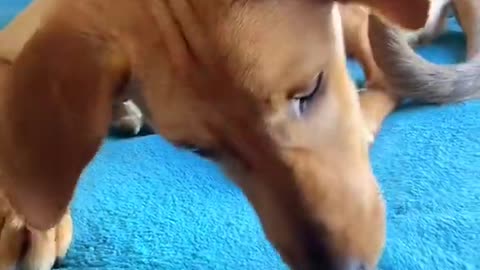 dog is shocked while listening this