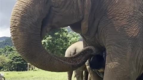 Gajah bersama tuan nya bermain