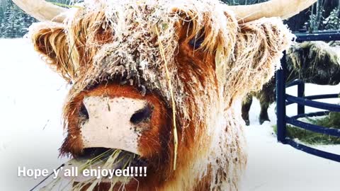 Who says cattle can’t be happy in the winter? @Heritage Oak Farm