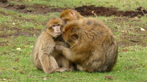 MONKEY CARING HER CHILD