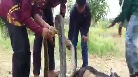 A huge python is trying to eat a Sheep