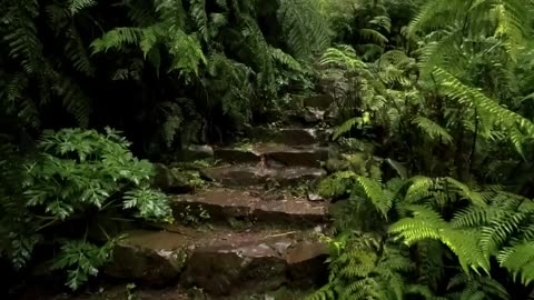 Rainy afternoon walks in the forest 🌧️🌿✨