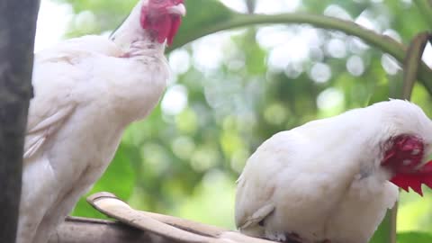 The Sound of a Very Melodious Rooster