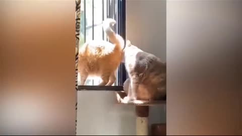 Cat funny video 😂 😂🤣