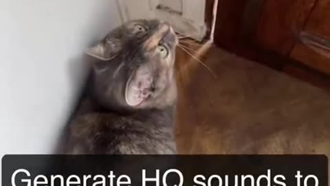 Sounds that attract cats!