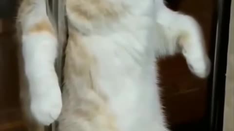 funny cats