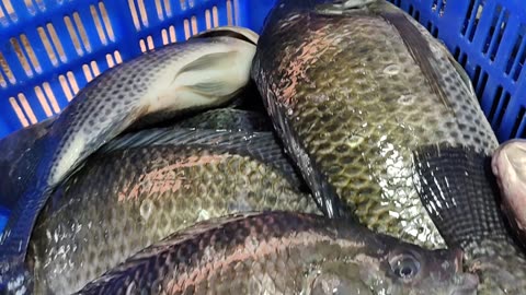 Big Tilapia Fish Rohu Fish And Prawns Fish Nice Video In Fish Market