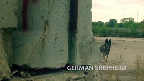 Disciplined german shepherd dog training