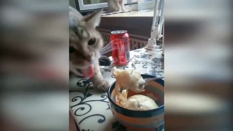 Funny Cats - Eating Stinky Durian