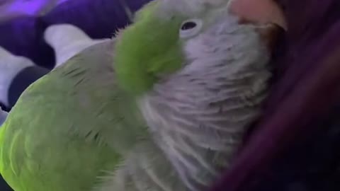 love those scritches