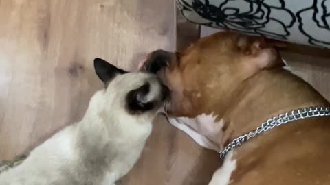 Cat Suckles from Very Relaxed Dog