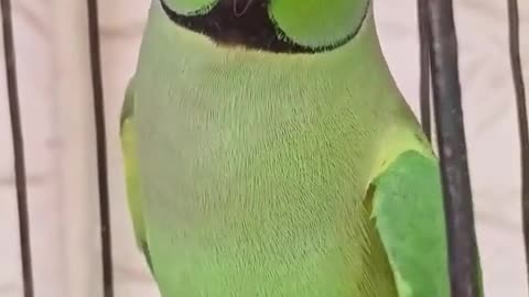 Parrot