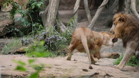 Lion (Panthera Leo) Couple Relax In The Wild - Affinity for mating