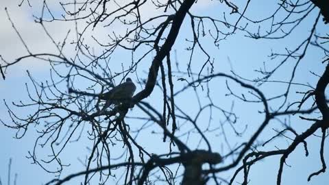 Bird Dove Branch Tree Sky Feather Wing