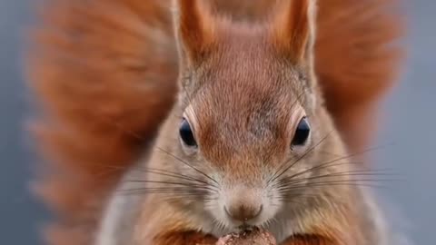 A lovely snow squirrel