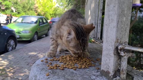 The tabby cat is trying all the tricks she knows to get food from me