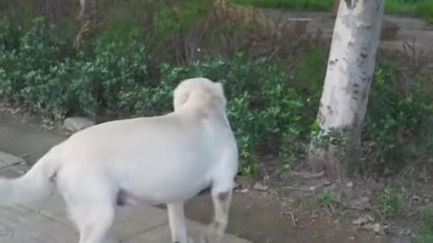 Dog saved a blind man😍❤❤❤