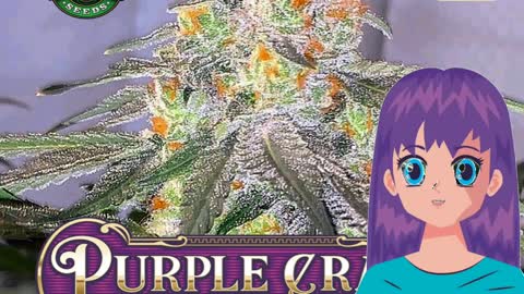 Purple Crash – Greenpoint Seeds