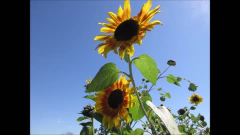 Always Face The Sun Sunflowers September 2021