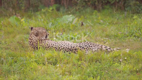 Antelope Odyssey: The Lives of Graceful Herbivores in the Jungle