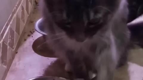 "Kitten Dutchess X Teaches Us How to Use A Spoon🤗🐱🐾💃🎤🎶