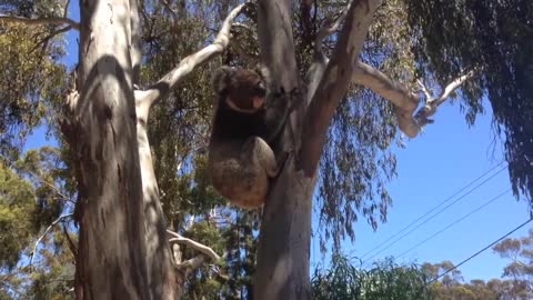 Koala Gets Kicked Out Of Tree and Cries