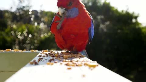 Colourful Wild Bird Eating Seeds Crimson Rosella