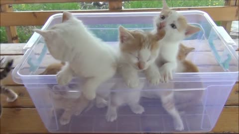 Kittens meowing (too much cuteness) - All talking at the same time! mahmud123