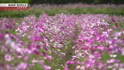 Cosmos flowers sing - The 72 Pentads of Yamato