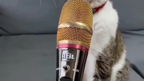 Funny cat singing 🤣🤣