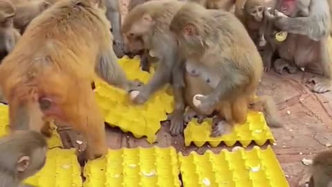 Amazing and Cute Monkey