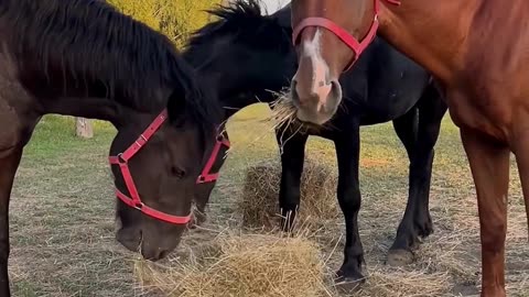 Horses Enjoying Their Meal | Relaxing Farm Moment #short #shorts