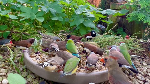 Tropical finches and softbills - mix species