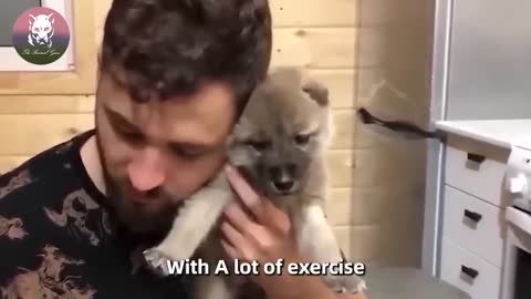 Man Keeps the Largest Wolve in the World as a Pet