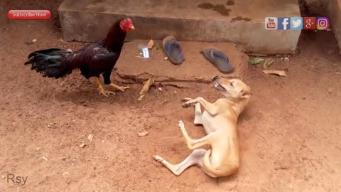 ROOSTER VS DOG 😂🐓🐕